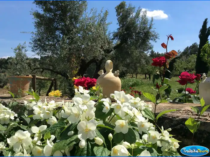 Summer colour in the garden