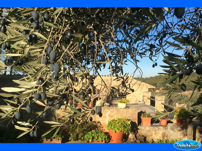 Olive tree in the garden